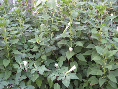 Thorn Apple
