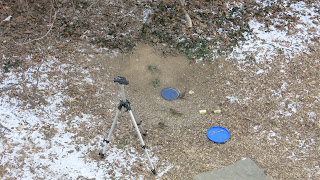 sparrows, Sunday, February 14, 2016, 3:10:48 PM