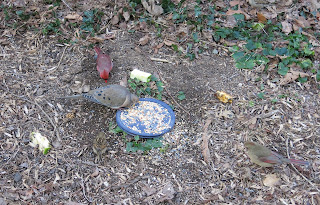 mourning dove, cardinals, sparrows, Saturday, February 06, 2016, 8:46:35 AM