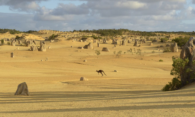 Maryandpatch, Pinnacles, Kangoroo