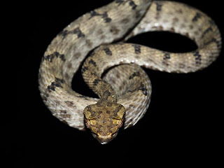 Smallest pit viper Smallest pit viper