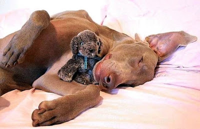 cute sleeping animal cute sleeping animal