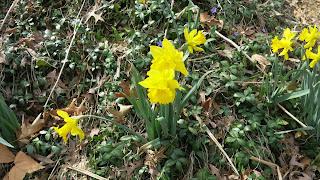 Daffodils, March 11, 2016, 1:54:45 PM