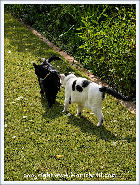 The BBHQ Midweek News Round-Up ©BionicBasil® Parsley and Smooch on Pawtrol Parsley, a sleek black cat, and Smooch, a white cat with black patches and a tripawed stance, stand close together on a grassy lawn beside a garden bed. They face one another as if checking in on patrol, framed by green plants and a brick border, creating a calm outdoor moment of teamwork at BBHQ.