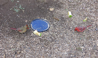 Mr. and Mrs. Cardinal, Saturday, February 20, 2016, 8:16:13 AM