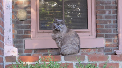 Neighborcat 2