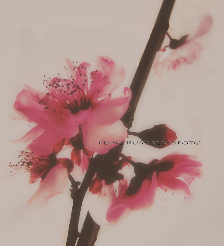 BeingRuby - Spring Blossoms -4e