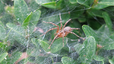 grass spider, Friday, October 07, 2016, 2:43:57 PM