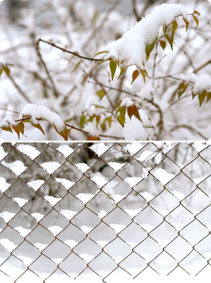 Maryandpatch, snow