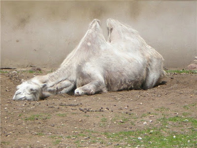 cute sleeping animal cute sleeping animal