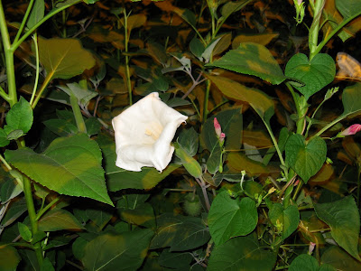 A big patch of tall Datura