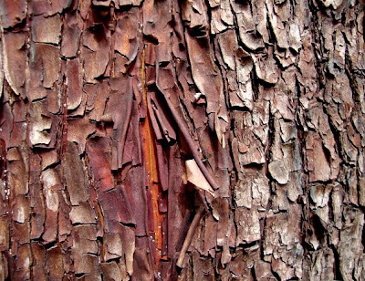 Pacific Madrone, madrona trees, shade side bark on trunk