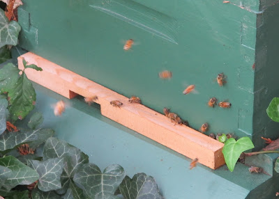 Honeybees!