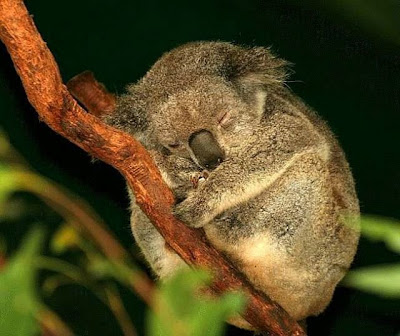 cute sleeping animal cute sleeping animal