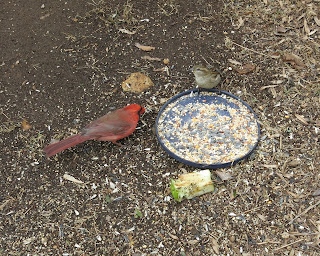 Mr. Cardinal and sparrow, Sunday, February 21, 2016, 8:50:50 AM