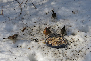 Mrs. Cardinal and company, Saturday, January 30, 2016, 12:38:52 PM
