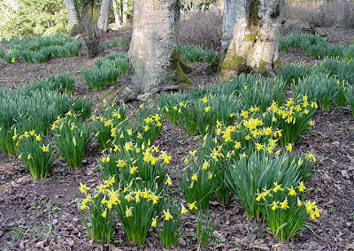 daffodils
