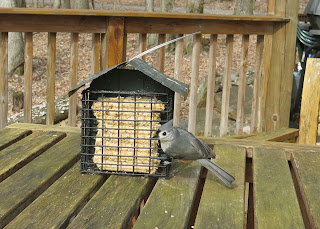 Tufted Titmouse, Saturday, March 26, 2016, 10:19:38 AM