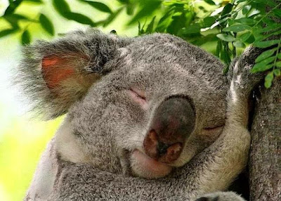 cute sleeping animal cute sleeping animal