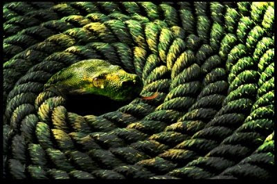 An ominous coiled rope, or is it?