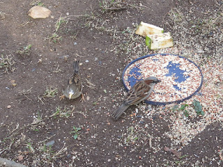 Mr. and Mrs. House Sparrow, Tuesday, March 22, 2016, 7:41:40 AM