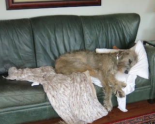 Amelia inside, Tuesday, February 23, 2016, 11:43:51 AM