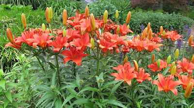 Asiatic lilies