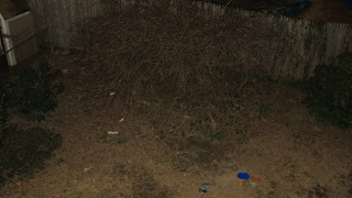 mystery birdie bush, March 07, 2016, 8:19:02 PM