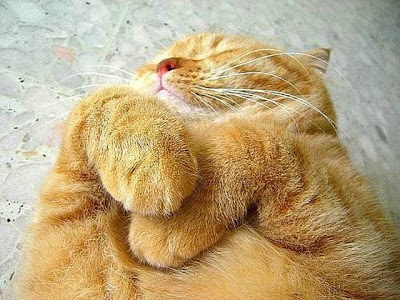 cute sleeping animal cute sleeping animal