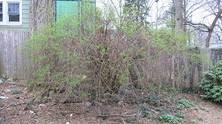 mystery birdie bush, Saturday, March 19, 2016, 7:39:26 AM
