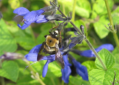 cheating Carpenter bee 1