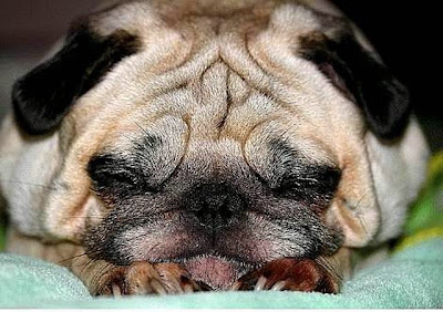 cute sleeping animal cute sleeping animal