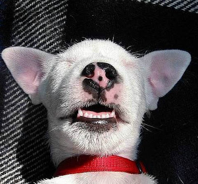 cute sleeping animal cute sleeping animal