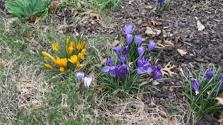 spring flowers, Saturday, March 12, 2016, 1:23:29 PM