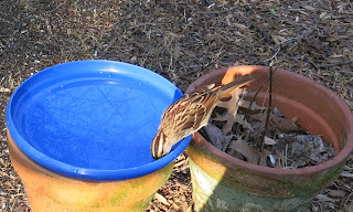 sparrow, March 07, 2016, 8:02:55 AM