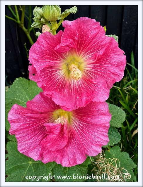 The BBHQ Midweek News Round-Up ©BionicBasil® Heavenly Hollyhocks at BBHQ Two large, vibrant pink hollyhock flowers bloom on a tall green stem, their delicate petals surrounding pale yellow centres dusted with stamens. Broad textured leaves and several unopened buds frame the blossoms, which stand out brightly against a dark fence and soft garden greenery, creating a striking and serene BBHQ garden moment.
