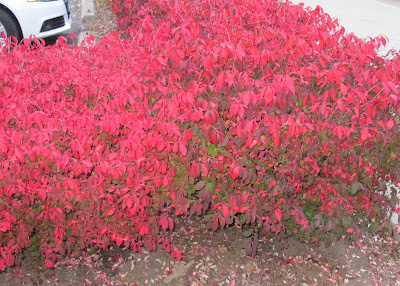 Burning Bush, Euonymus alatus