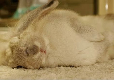 cute sleeping animal cute sleeping animal