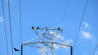 vultures, Wednesday, October 05, 2016, 1:41:01 PM