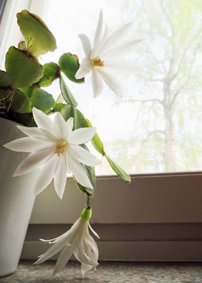 Spring Cactus by Morrgan