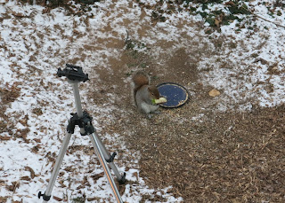 Nutkin and the apple, Sunday, February 14, 2016, 7:12:02 AM