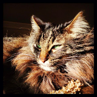 Elvis
