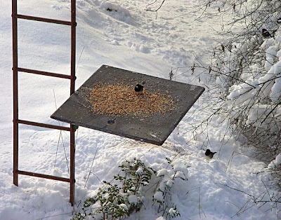 feeding the birds and deer