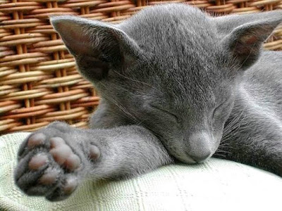 cute sleeping animal cute sleeping animal