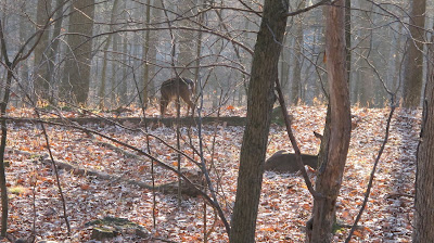 deer me