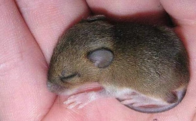 cute sleeping animal cute sleeping animal