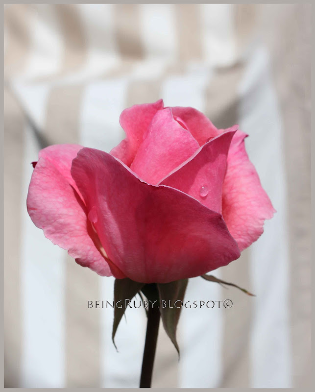 BeingRuby - PinkRose-1