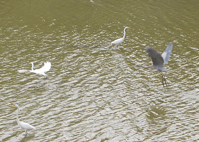 Egrets and Blue Heron 2
