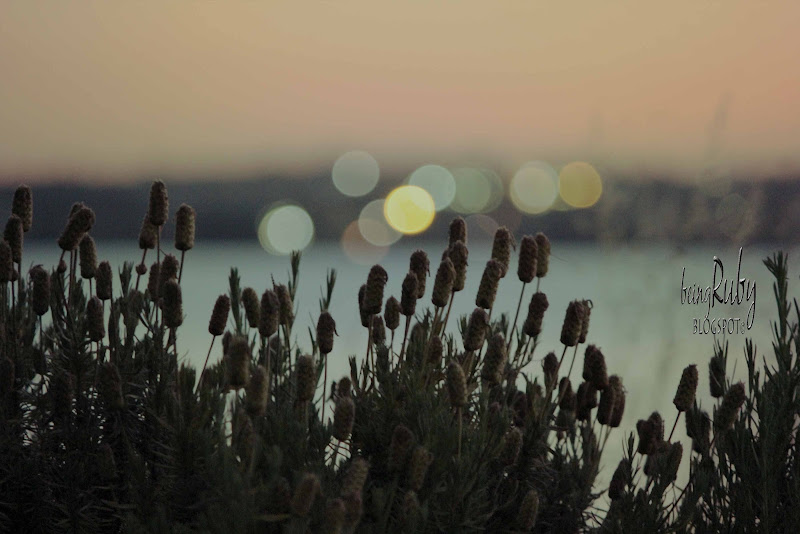 BeingRuby - BeachXmasTree-3