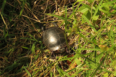Red-eared slider, Wednesday, October 05, 2016, 1:00:06 PM